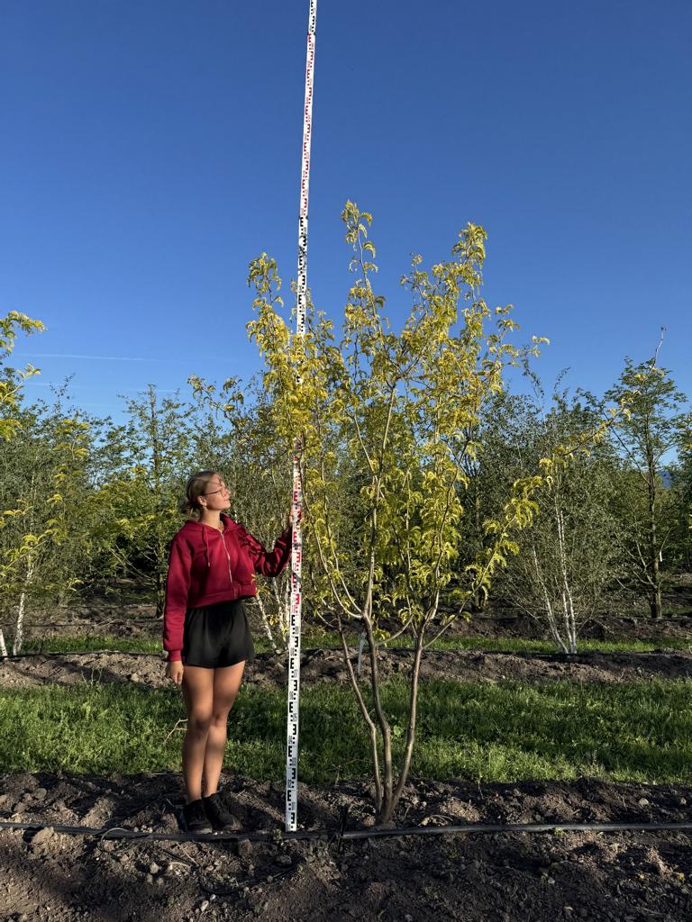 Gleditsia triacanthos 'Sunburst'
