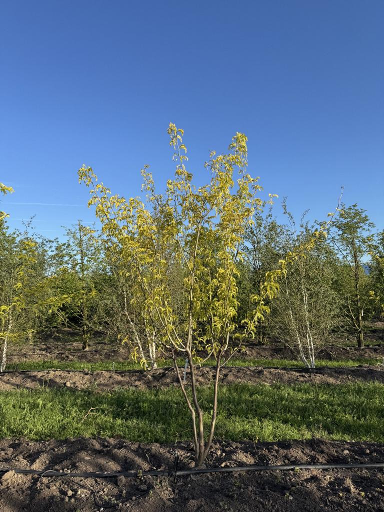 Gleditsia triacanthos 'Sunburst'