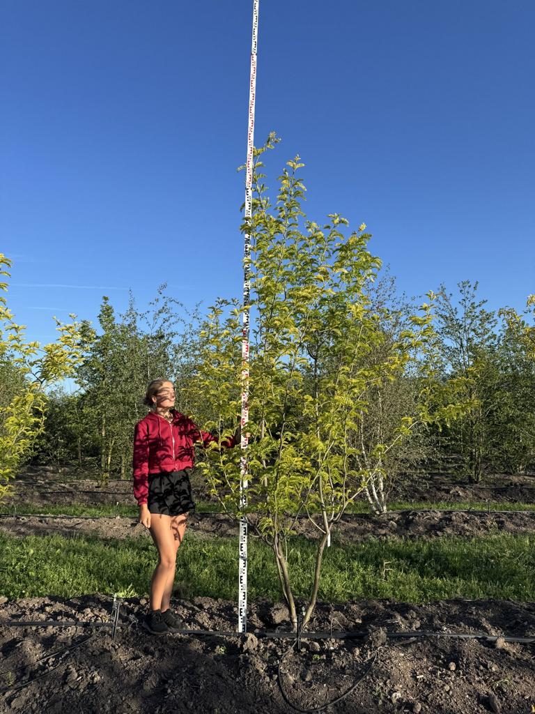 Gleditsia triacanthos 'Sunburst'
