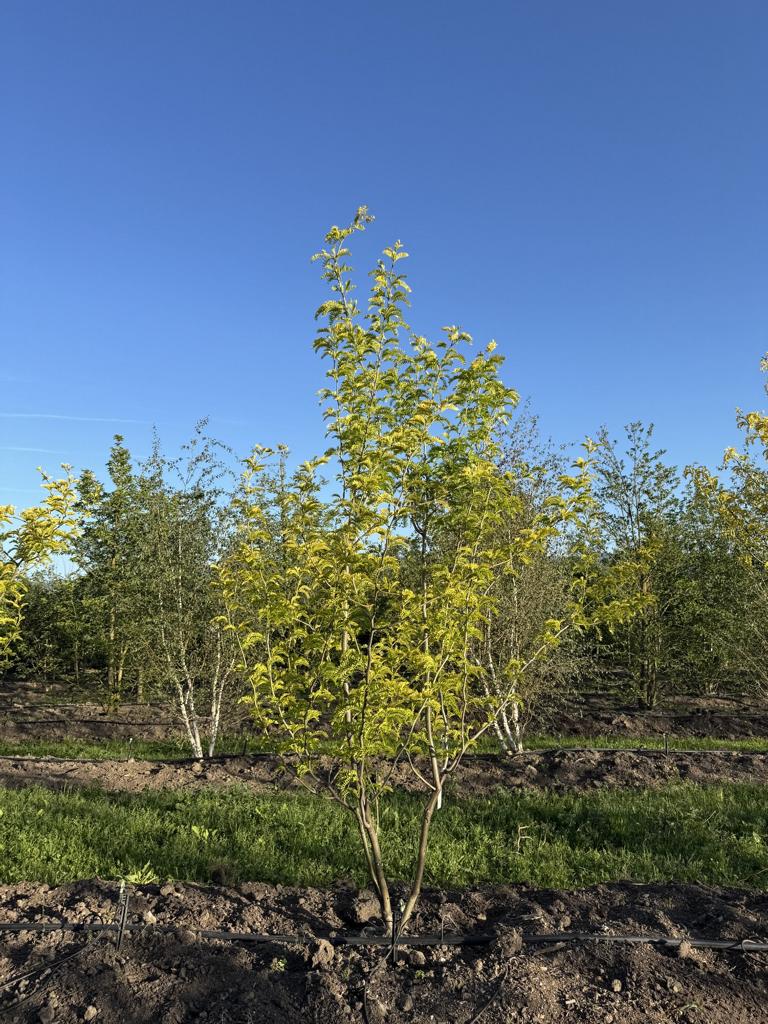 Gleditsia triacanthos 'Sunburst'