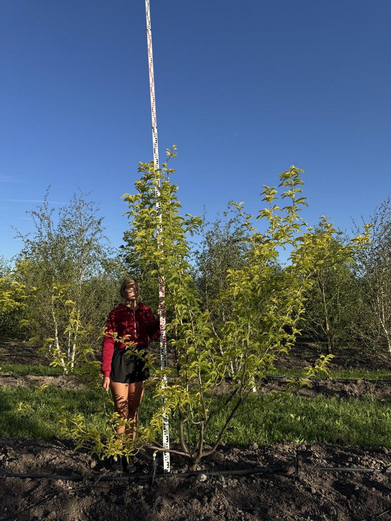 Gleditsia triacanthos 'Sunburst'