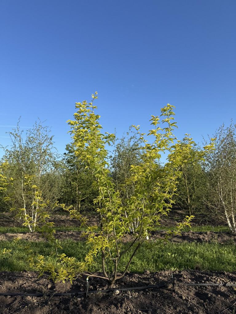 Gleditsia triacanthos 'Sunburst'