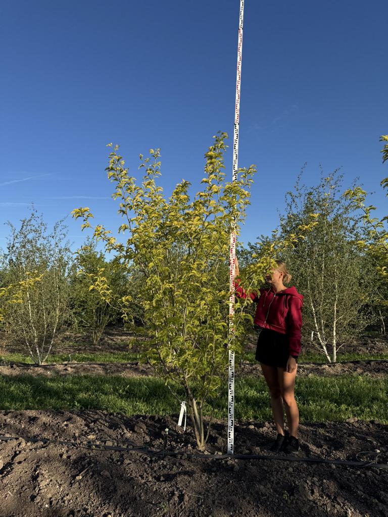 Gleditsia triacanthos 'Sunburst'