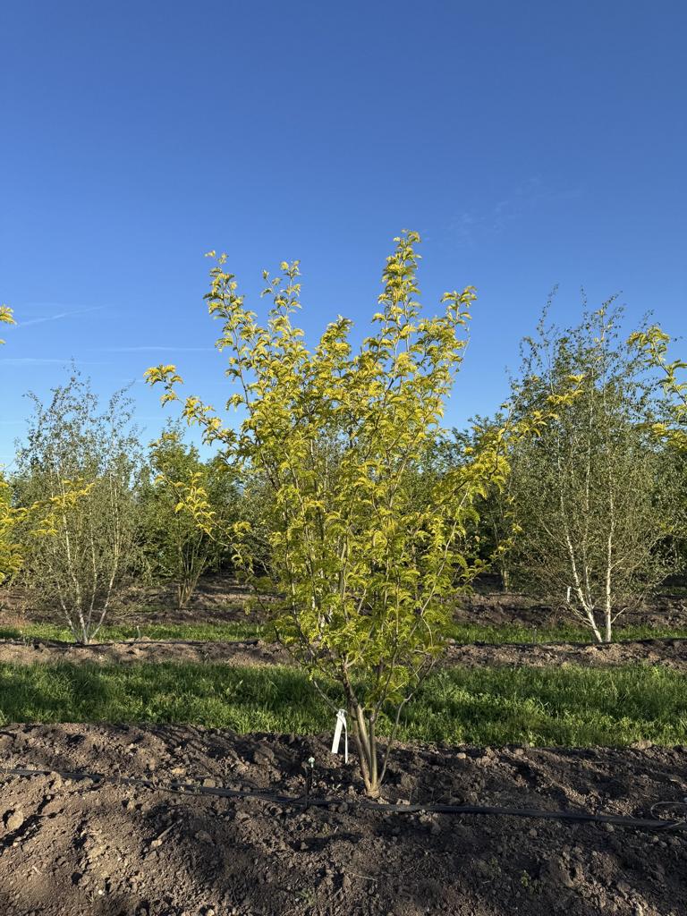 Gleditsia triacanthos 'Sunburst'