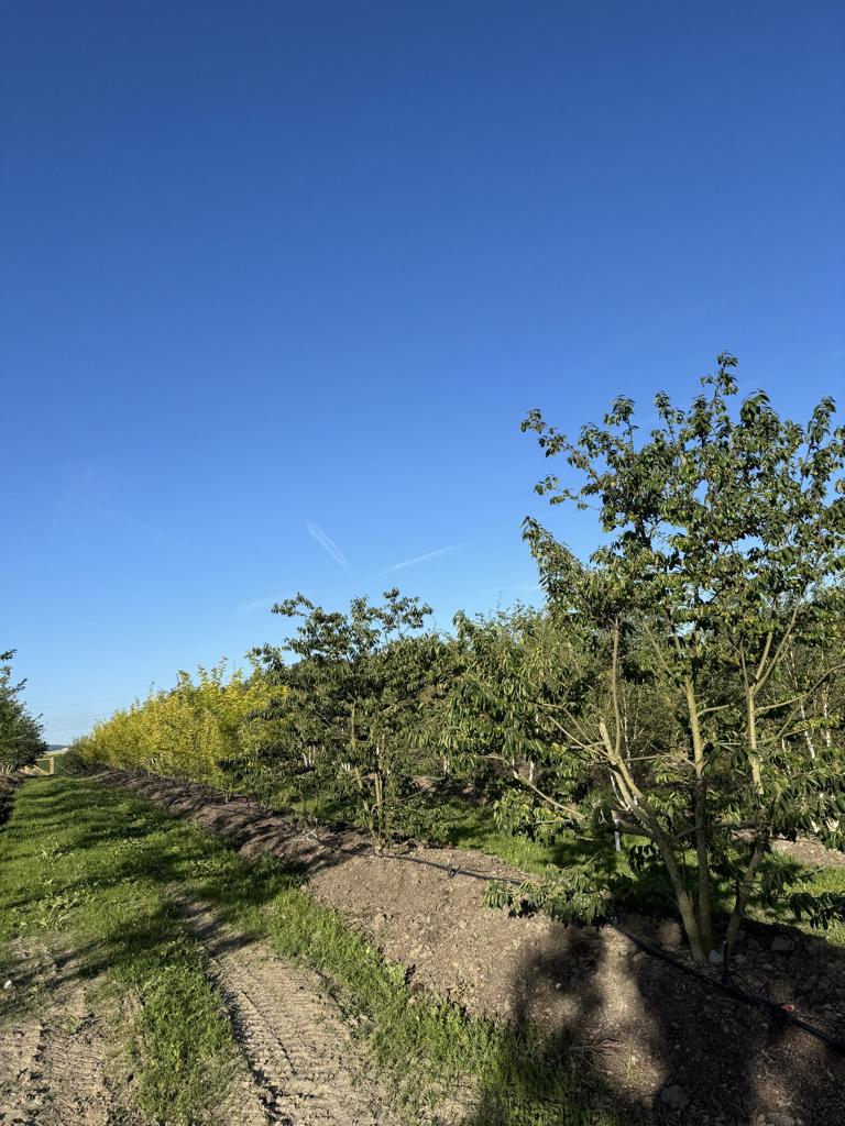 Gleditsia triacanthos 'Sunburst'