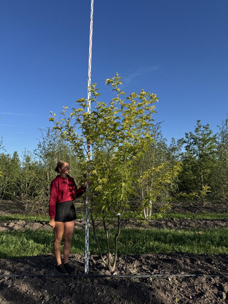 Gleditsia triacanthos 'Sunburst'