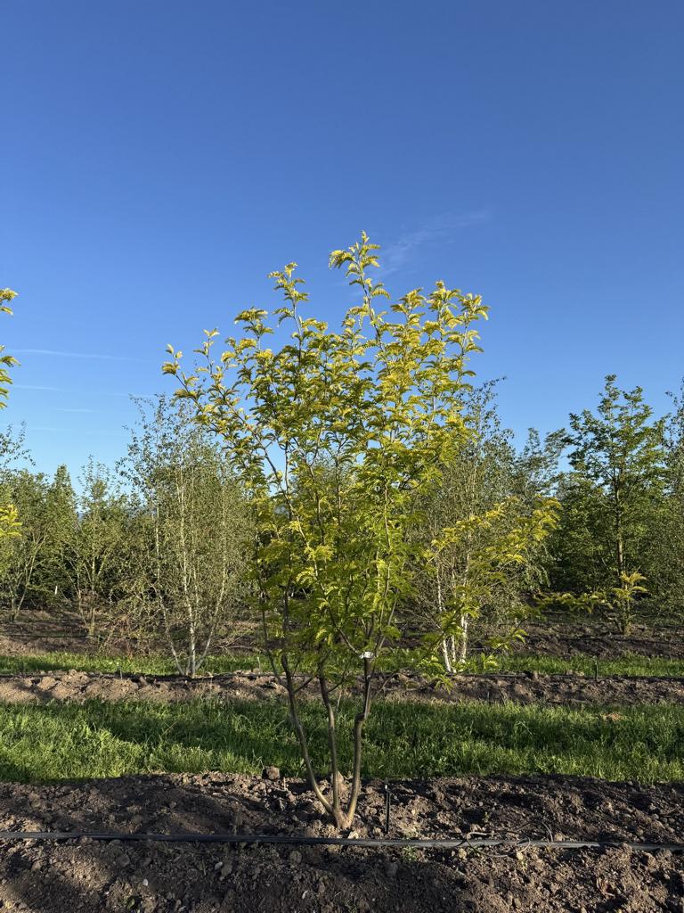 Gleditsia triacanthos 'Sunburst'