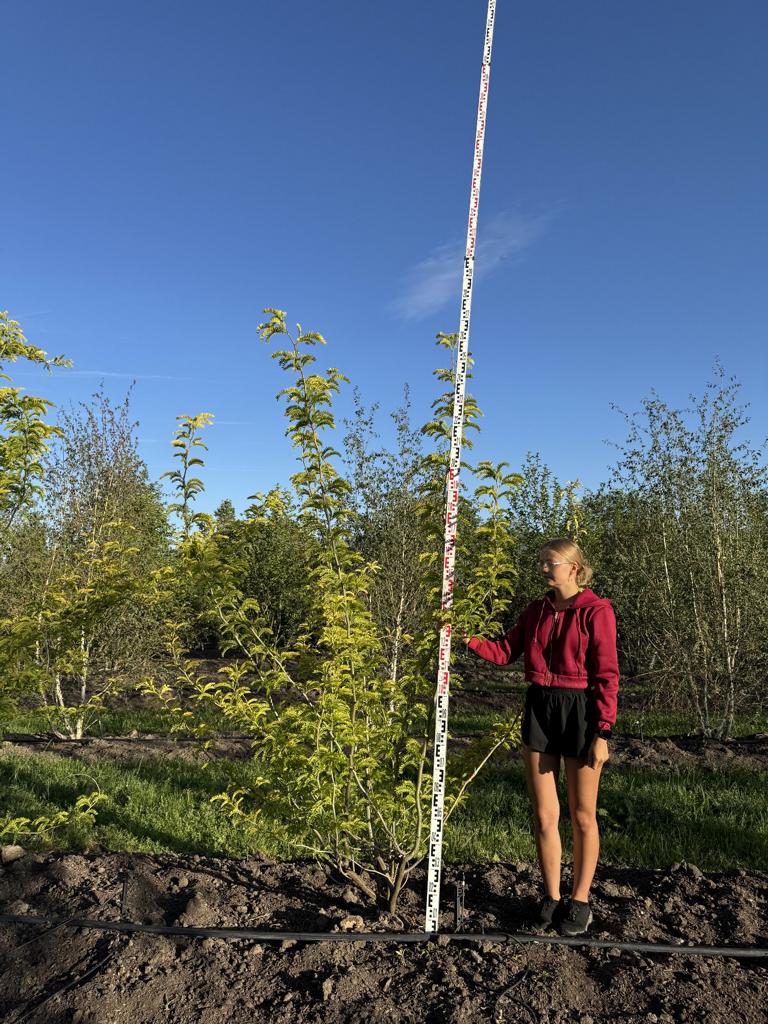 Gleditsia triacanthos 'Sunburst'