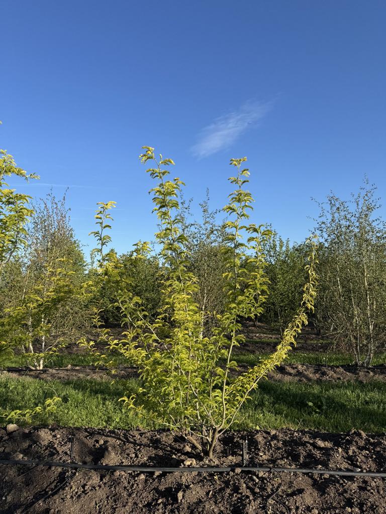 Gleditsia triacanthos 'Sunburst'