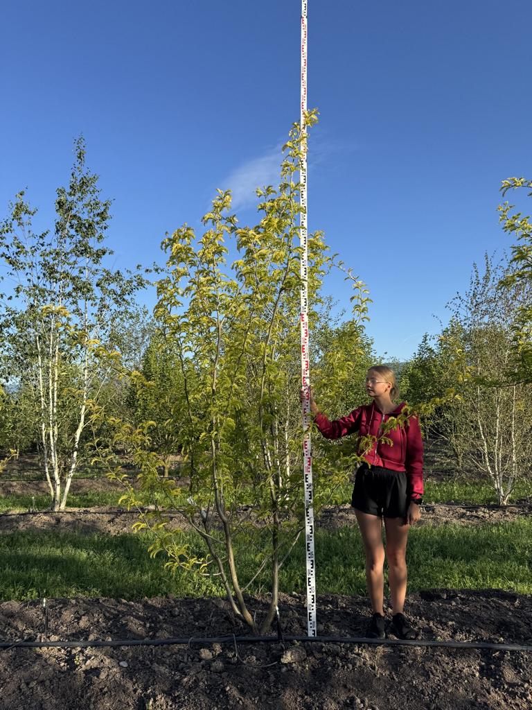 Gleditsia triacanthos 'Sunburst'
