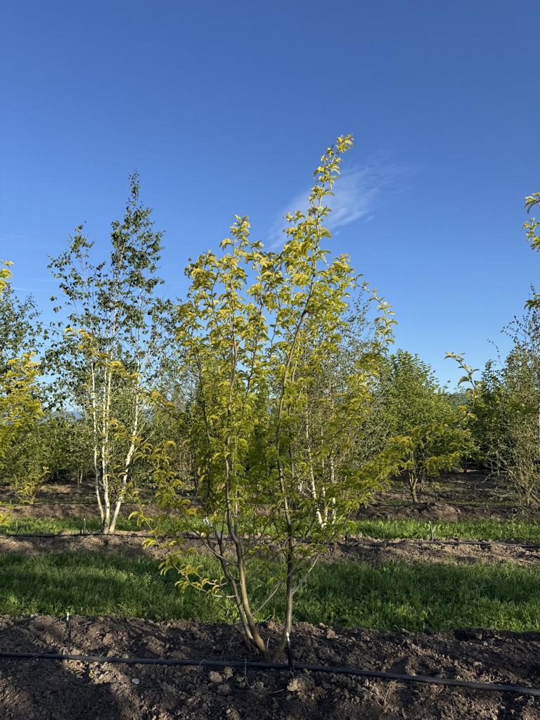 Gleditsia triacanthos 'Sunburst'