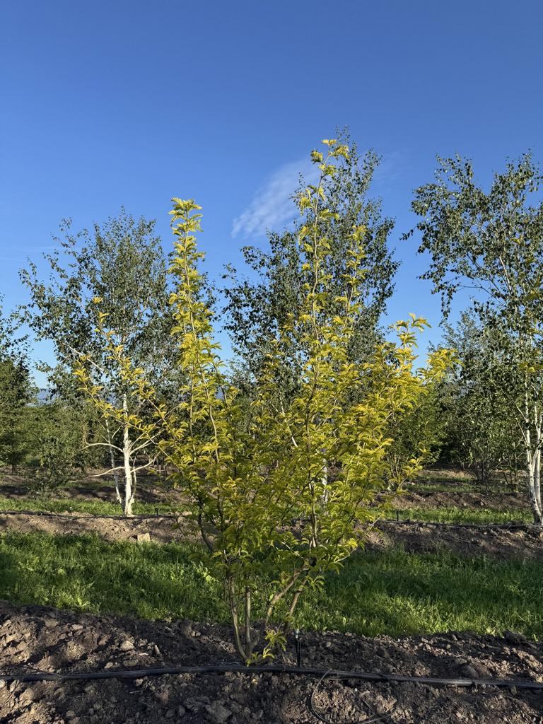 Gleditsia triacanthos 'Sunburst'
