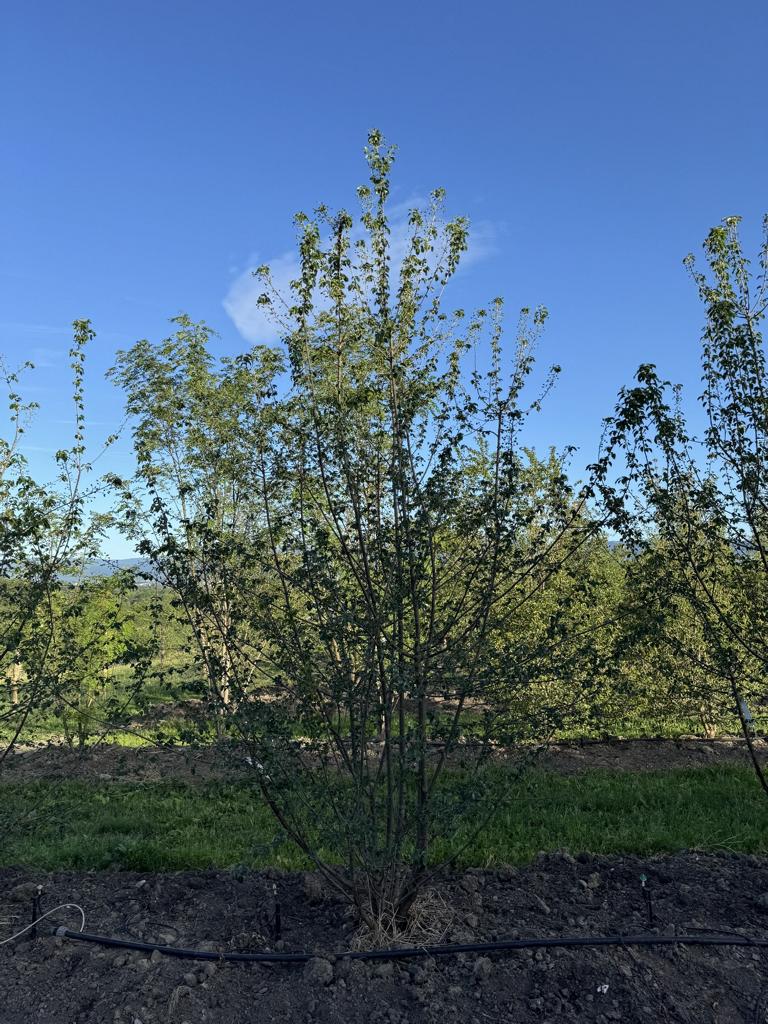 Prunus mahaleb