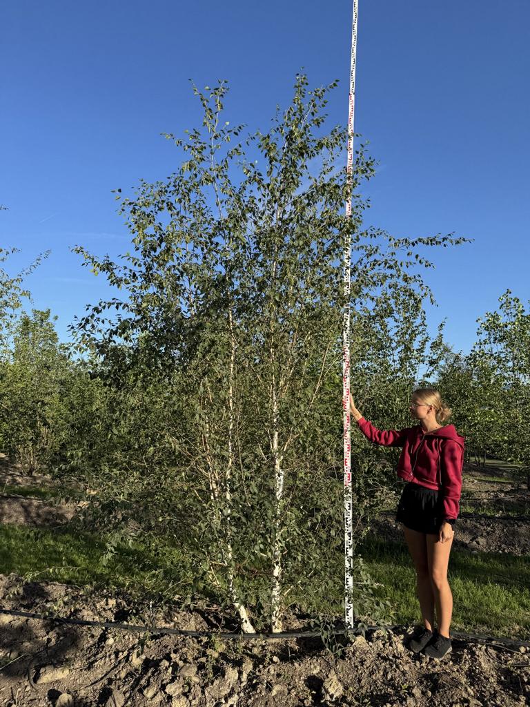 Betula utilis 'Doorenbos'