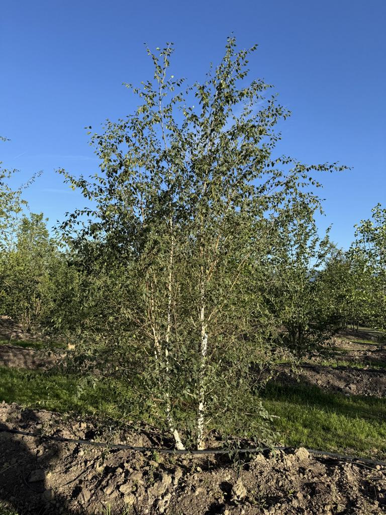 Betula utilis 'Doorenbos'