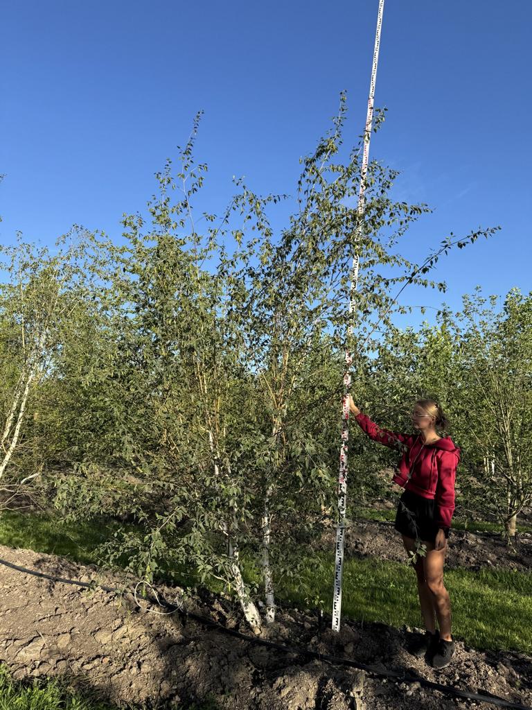 Betula utilis 'Doorenbos'