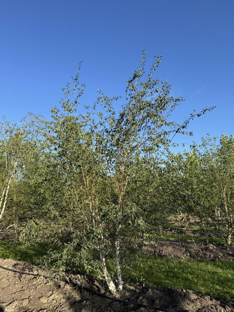Betula utilis 'Doorenbos'