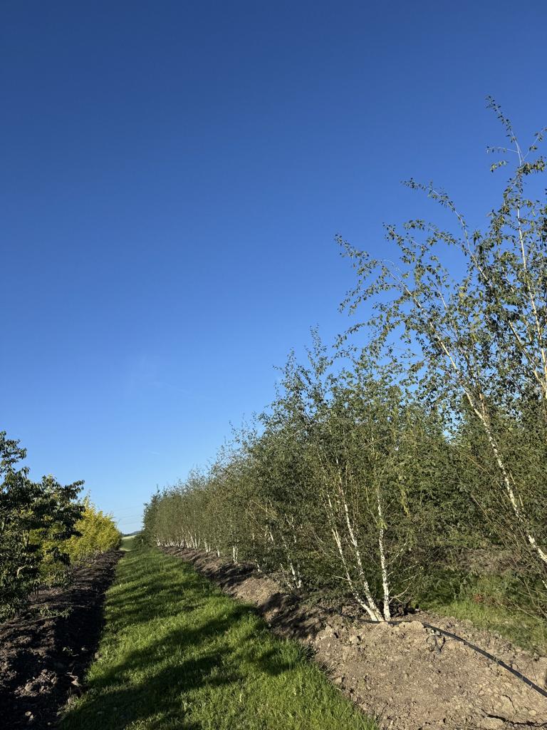 Betula utilis 'Doorenbos'
