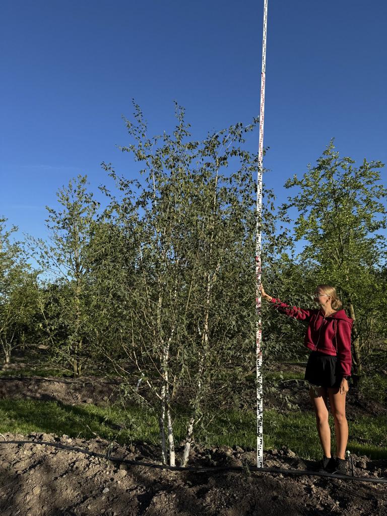 Betula utilis 'Doorenbos'