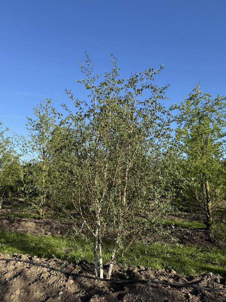 Betula utilis 'Doorenbos'