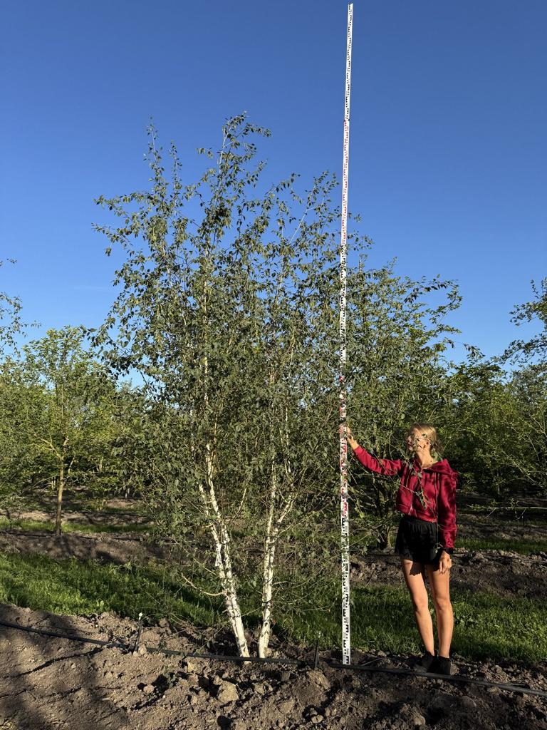 Betula utilis 'Doorenbos'