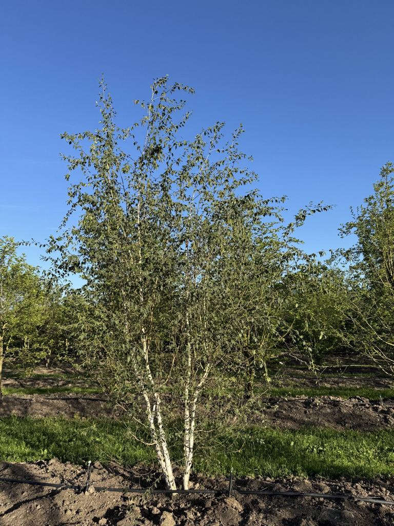 Betula utilis 'Doorenbos'