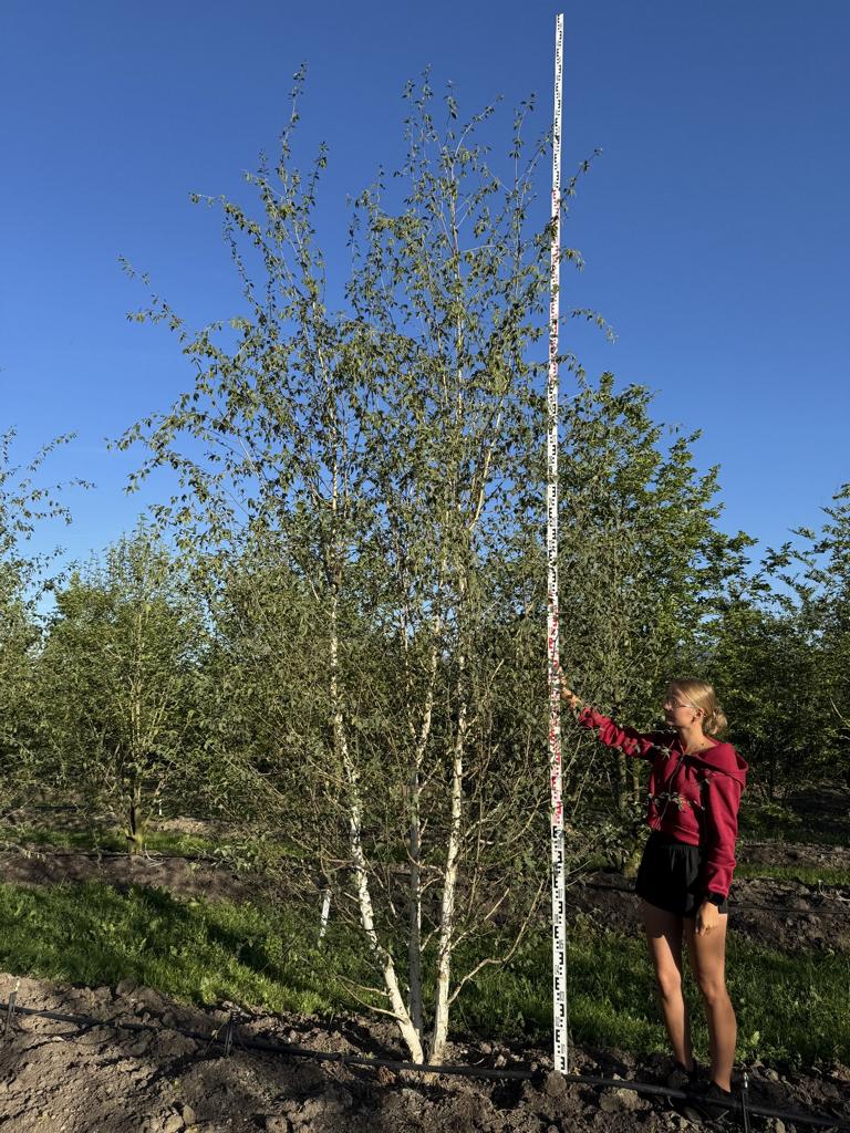 Betula utilis 'Doorenbos'