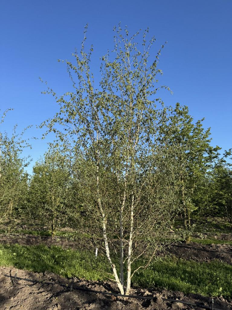 Betula utilis 'Doorenbos'