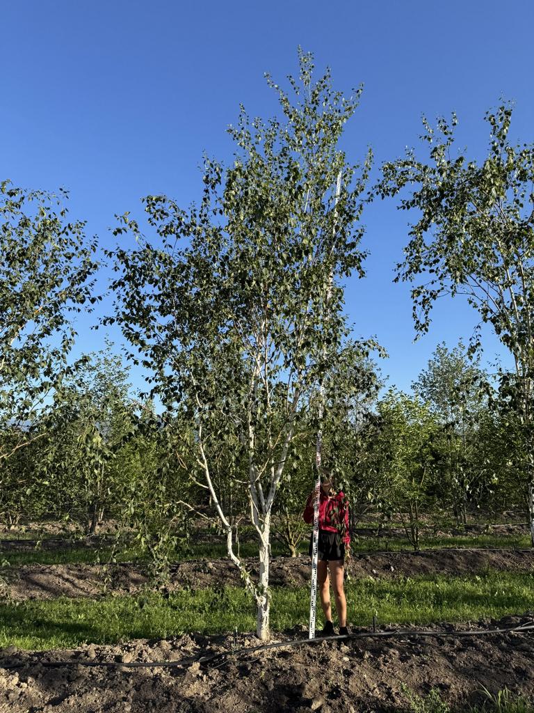 Betula utilis 'Doorenbos'