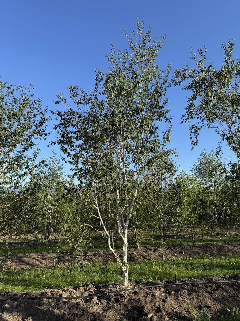 Betula utilis 'Doorenbos'