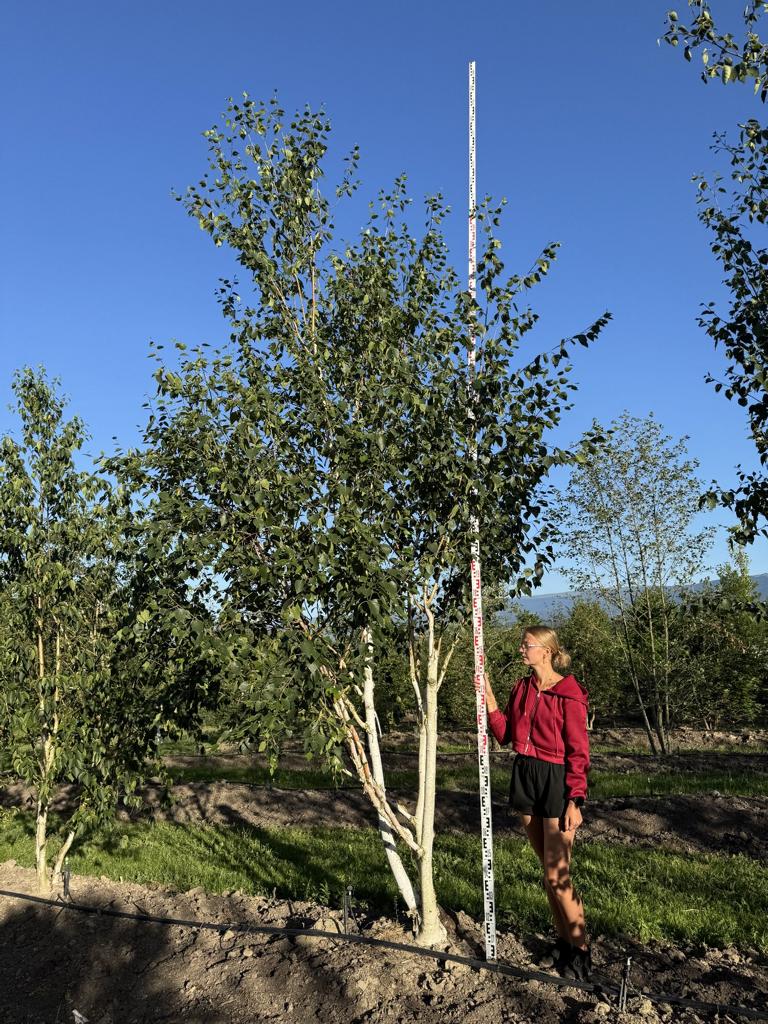 Betula utilis 'Doorenbos'