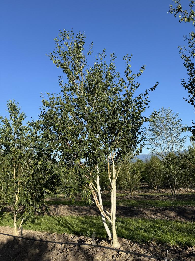 Betula utilis 'Doorenbos'