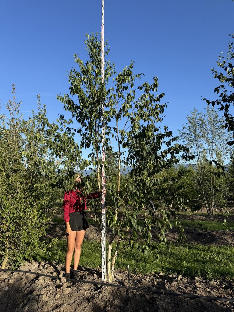 Betula utilis 'Doorenbos'