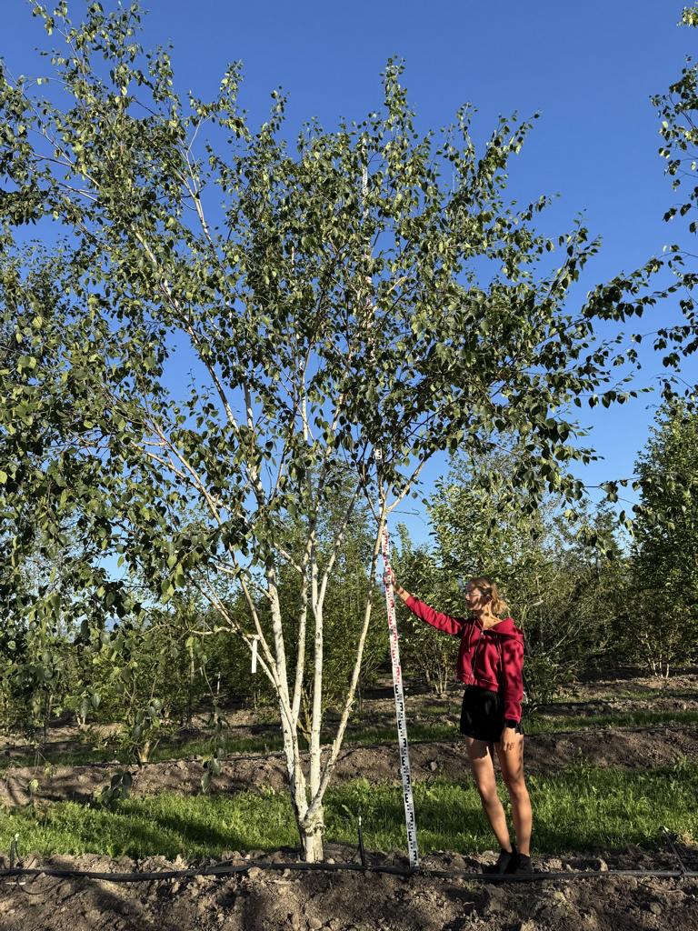 Betula utilis 'Doorenbos'