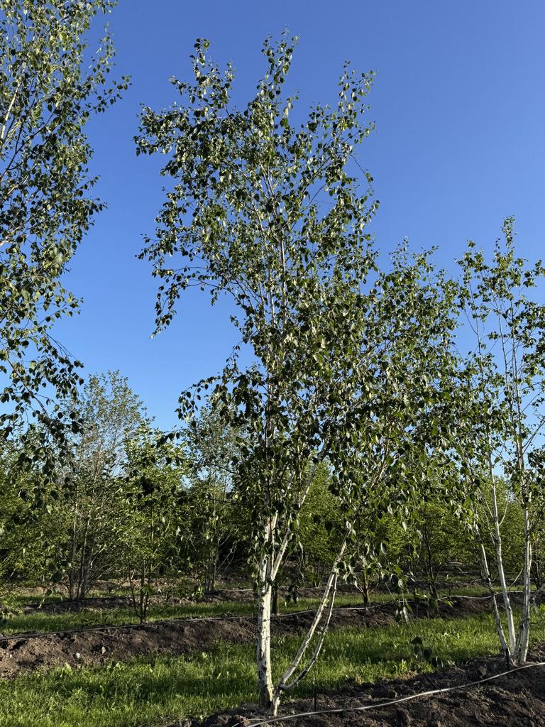 Betula utilis 'Doorenbos'