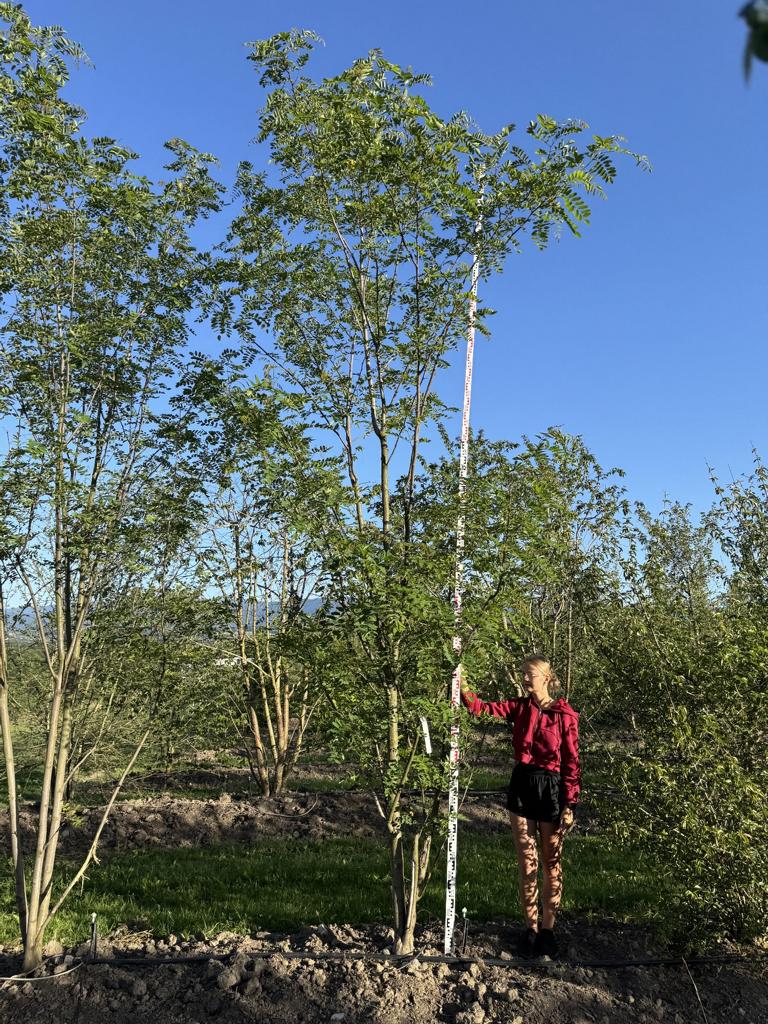 Robinia margaretta (x) 'Casque Rouge'