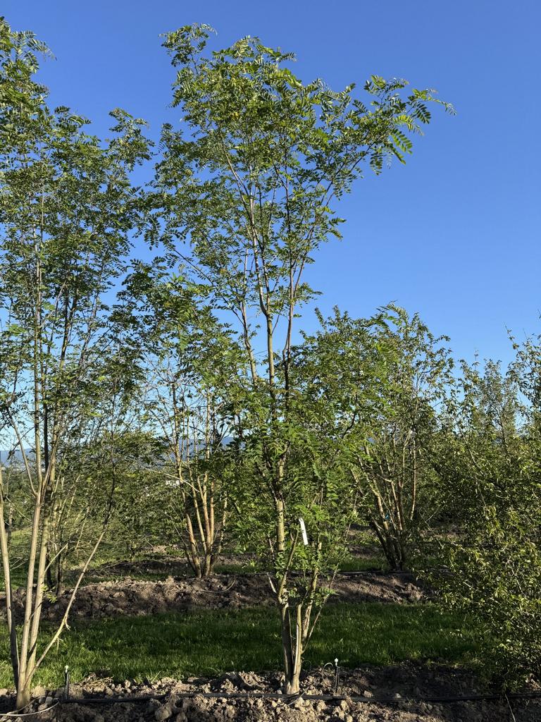 Robinia margaretta (x) 'Casque Rouge'
