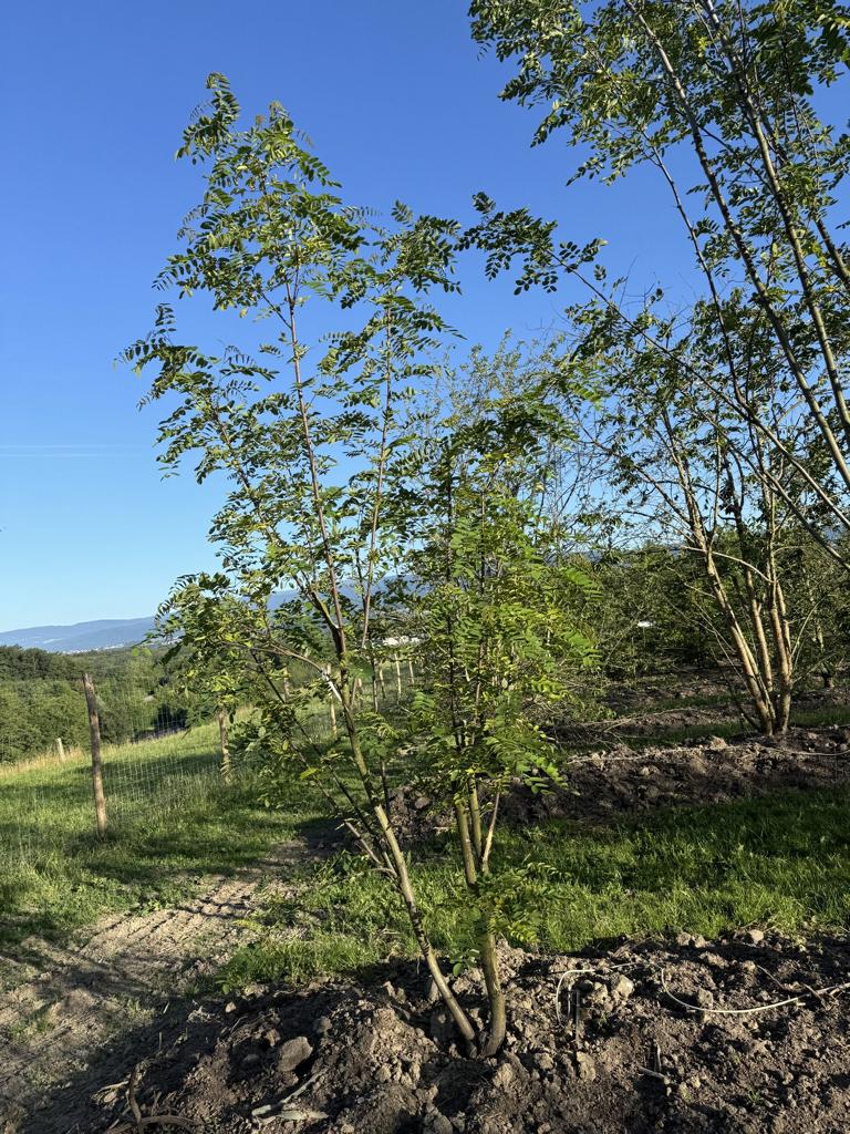 Robinia margaretta (x) 'Casque Rouge'