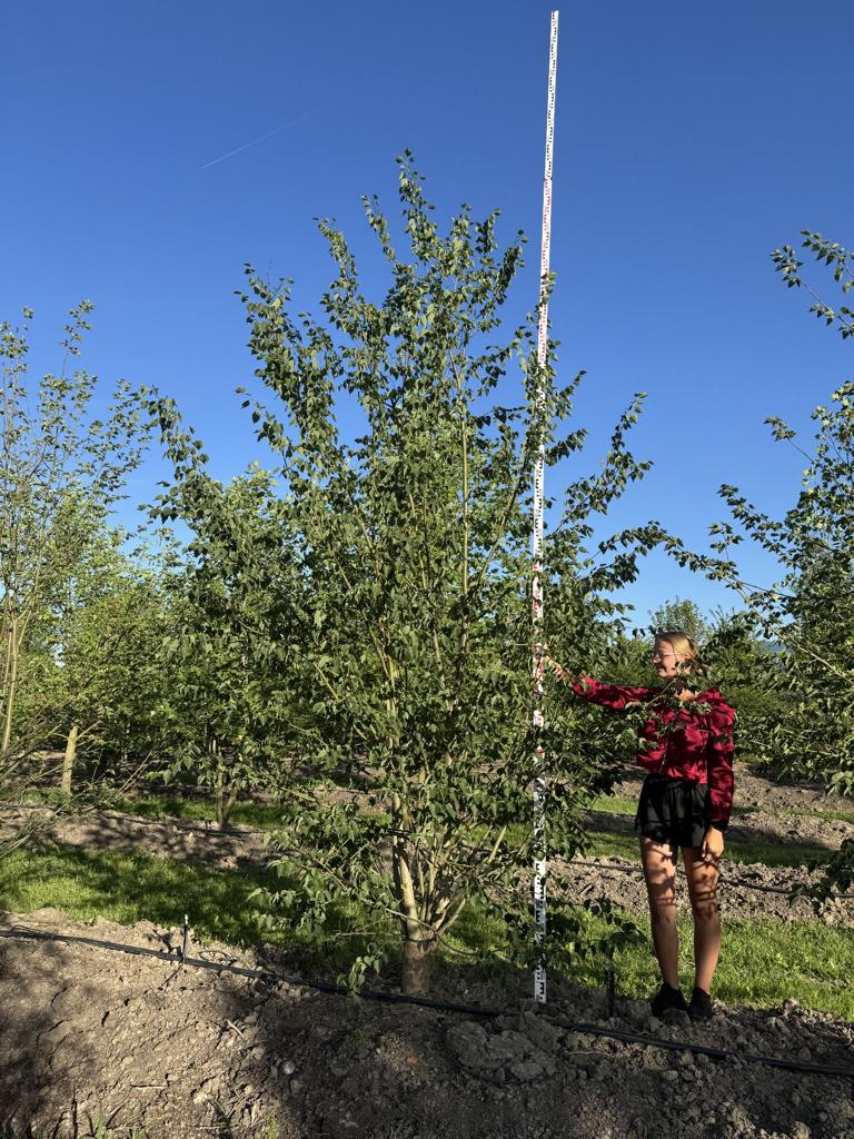 Tilia mongolica