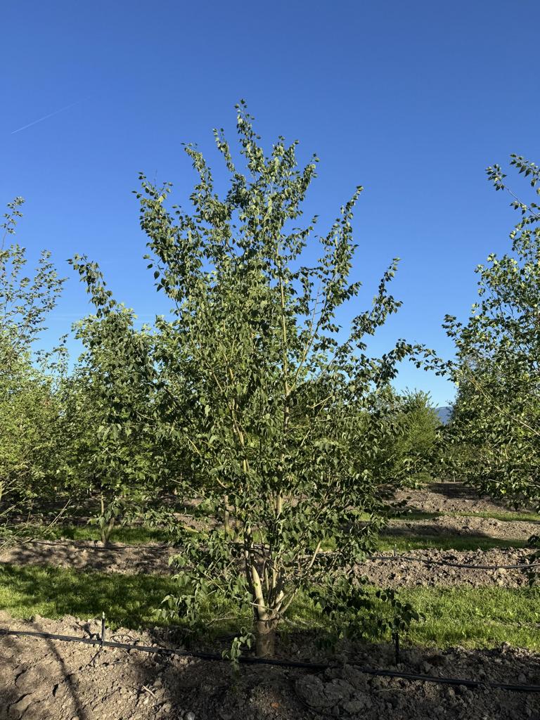 Tilia mongolica