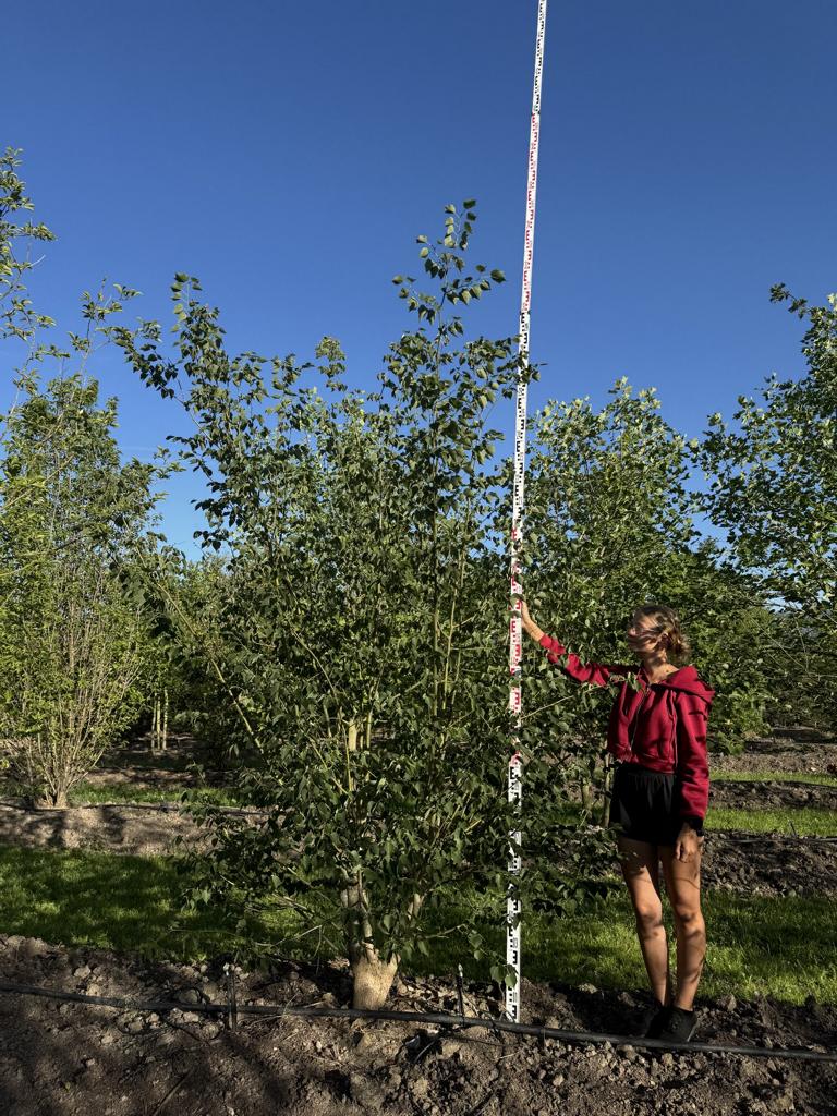 Tilia mongolica