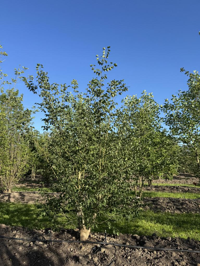 Tilia mongolica