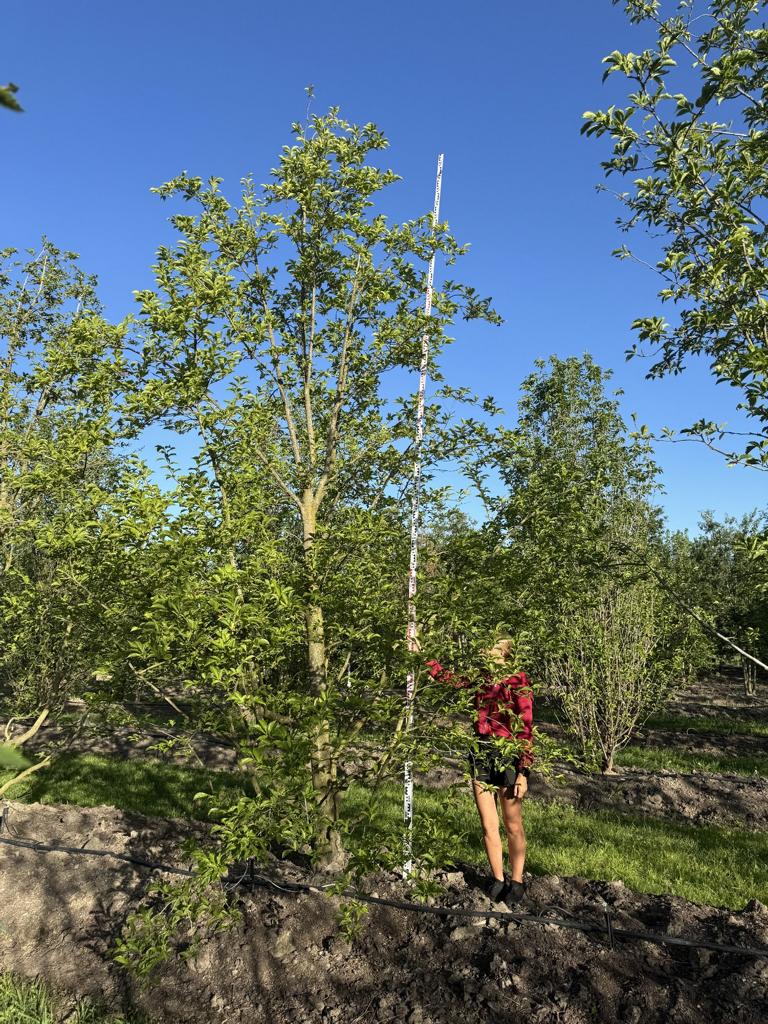 Magnolia kobus