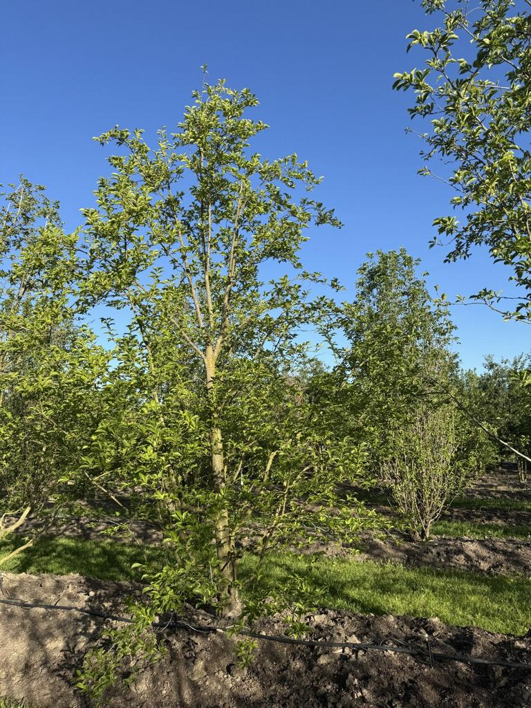 Magnolia kobus