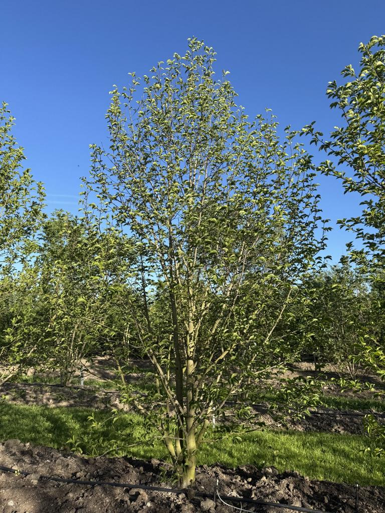 Magnolia kobus