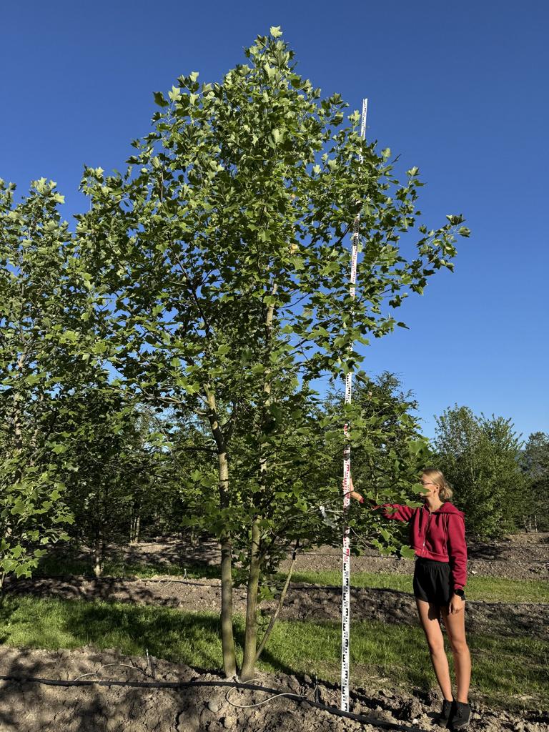 Liriodendron tulipifera