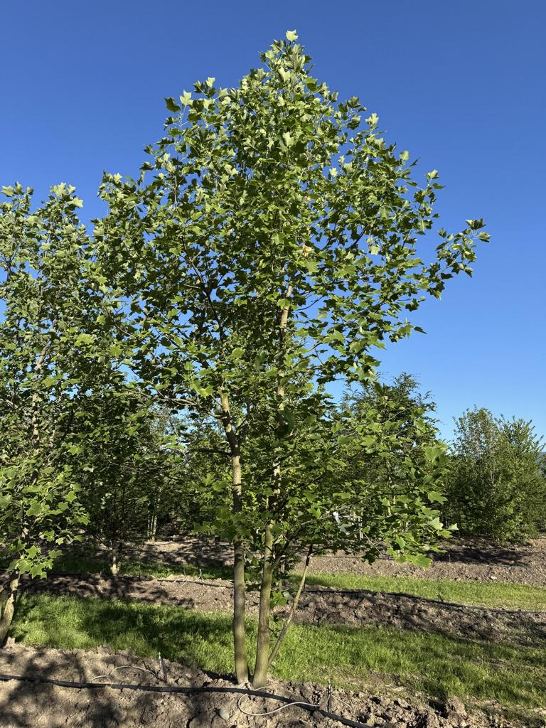 Liriodendron tulipifera