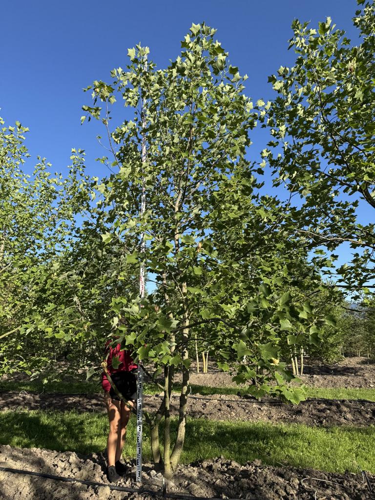 Liriodendron tulipifera