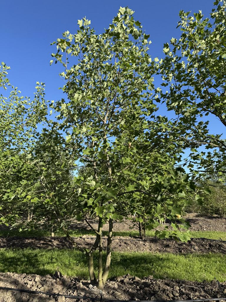 Liriodendron tulipifera