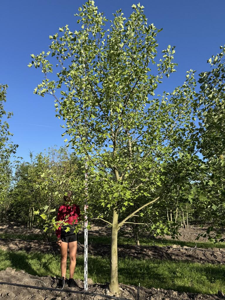 Liriodendron tulipifera